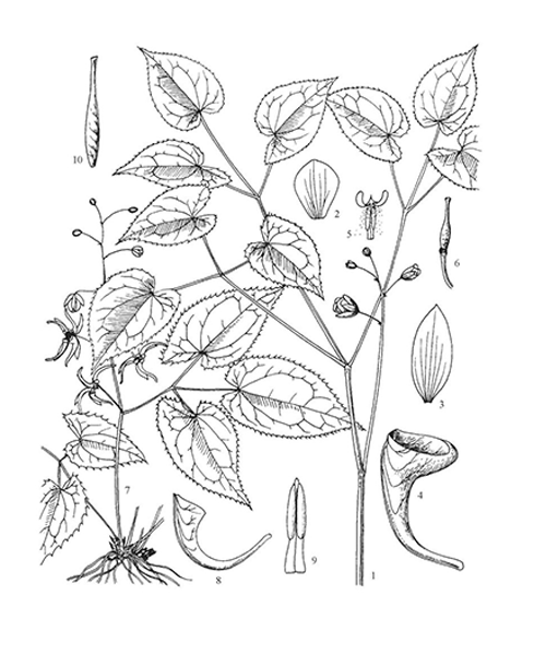 Natural compounds from  Epimedium koreanum